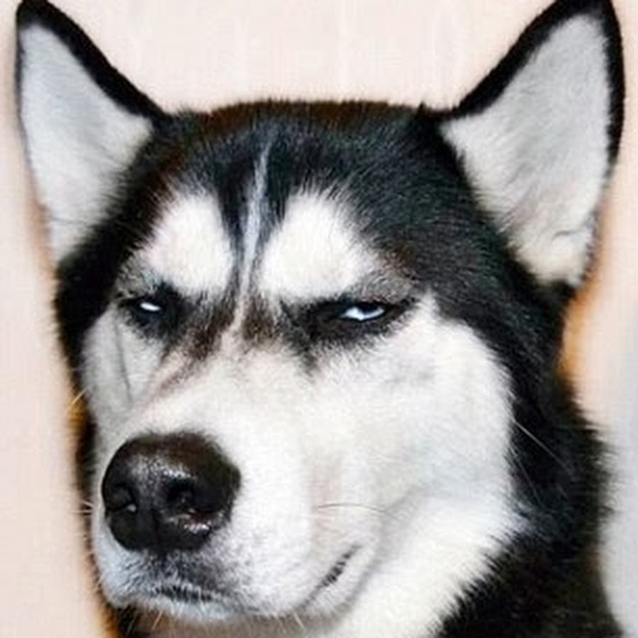 Grumpy Dog 1